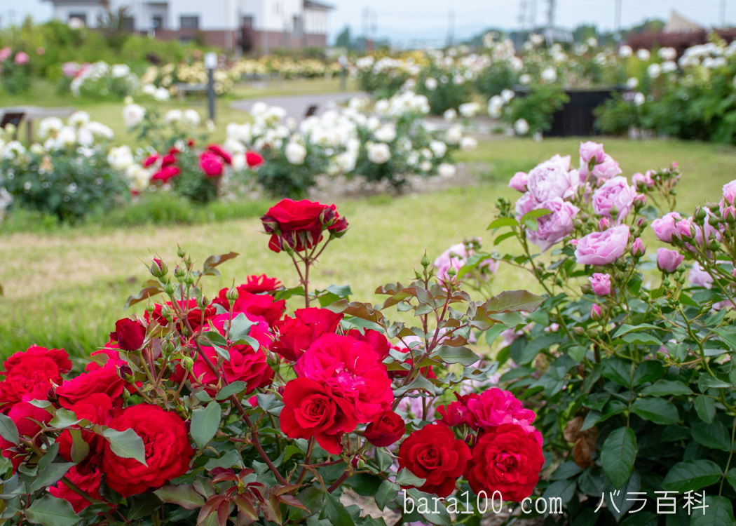もりやまエコパーク バラ園（滋賀県守山市）