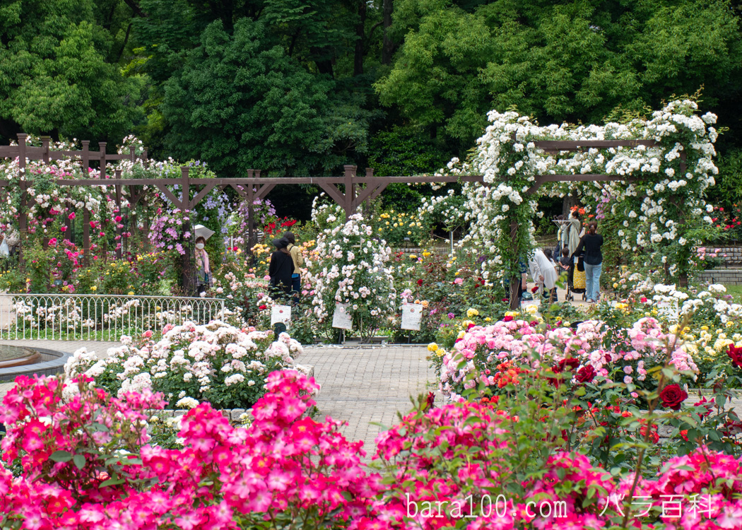 長居植物園 バラ園（大阪府大阪市）