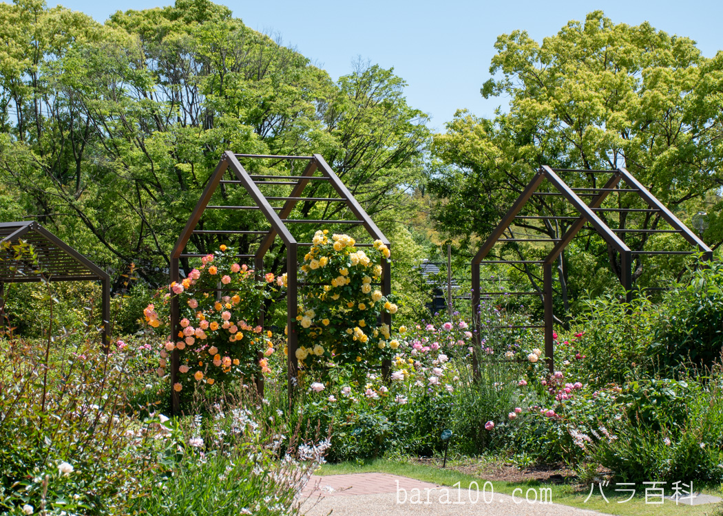 二ノ切池公園 バラ園（大阪府豊中市）