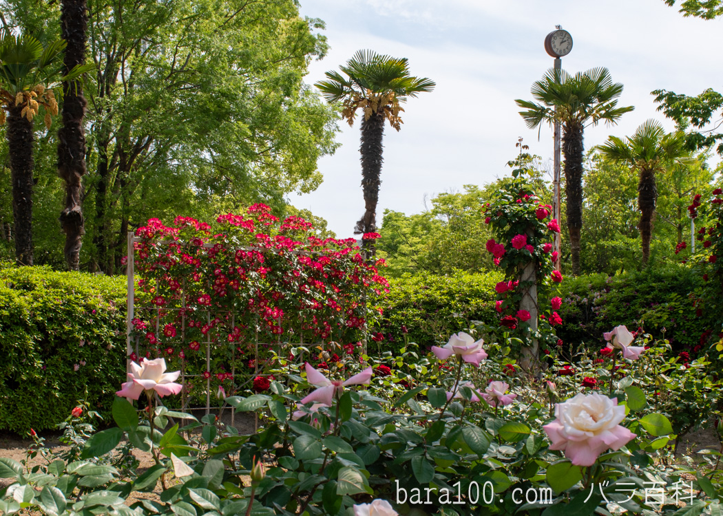 豊島公園 バラ園 / ローズ球場（大阪府豊中市）