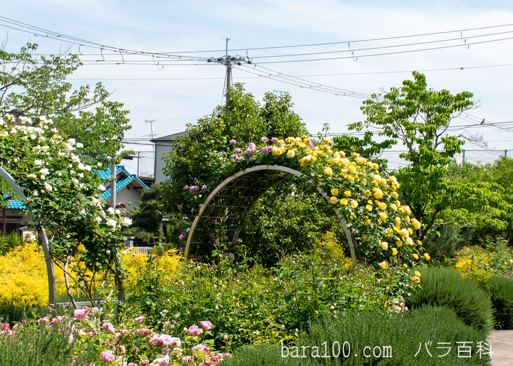 豊中温水プールふれあい緑地 バラ園（大阪府豊中市）