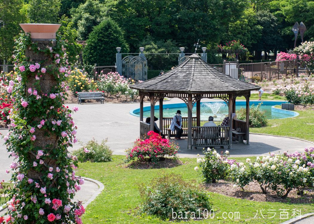 若園公園 バラ園（大阪府茨木市）