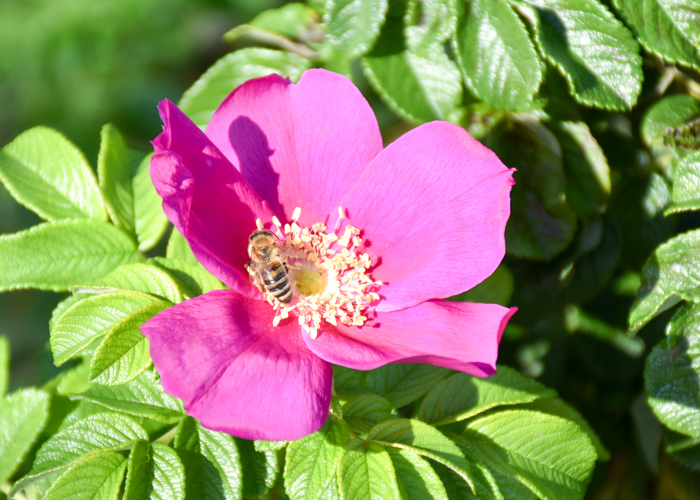 バラの原種ハマナスの花。荒巻バラ公園で撮影