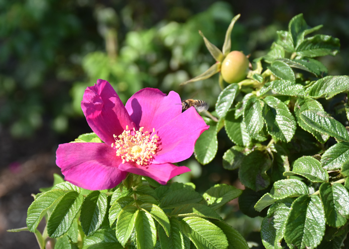 バラの原種ハマナスの花。荒巻バラ公園で撮影